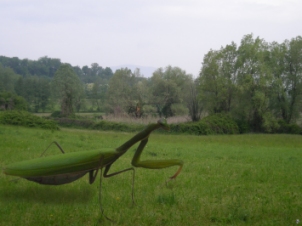 amantide religiosa e torbiera